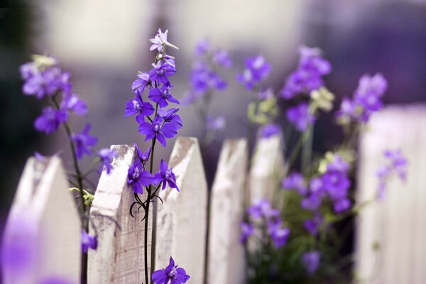 Leuchtend blaue Blumen auf Zaunhintergrund