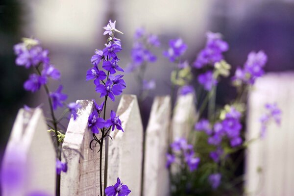 Jasne niebieskie kwiaty na tle ogrodzenia