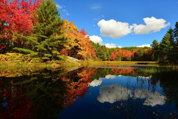 Jesienny zbiornik wodny z odbiciem błękitnego nieba z białymi chmurami i kolorowymi roślinami na brzegu