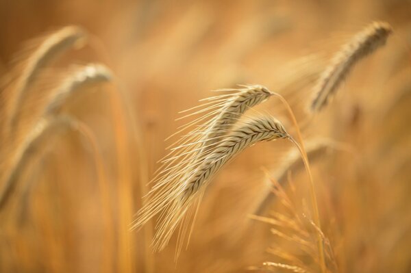 Orecchie estive nel campo Macro