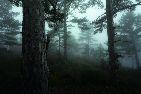 Bosque crepuscular en la región de Provenza en Francia