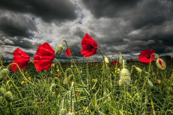 La naturaleza pasa por la tormenta. Las flores de amapola se ruborizan