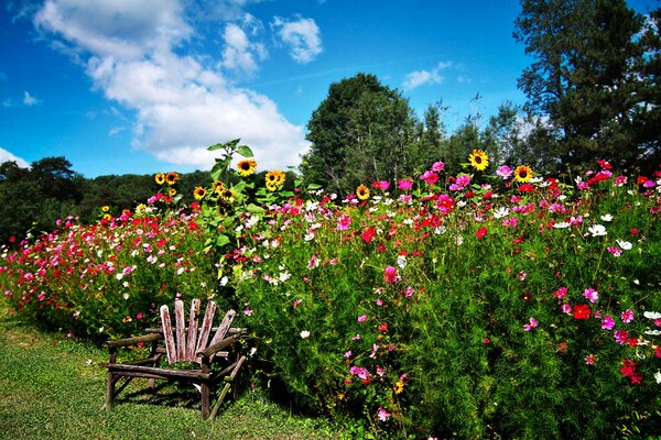 Hermoso Jardín. fotografía, flores