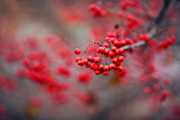 Baies rouges de sorbier sur une branche