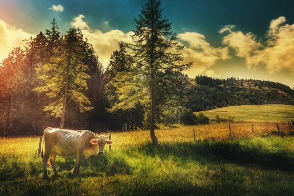 Mucca bianca magra sul campo