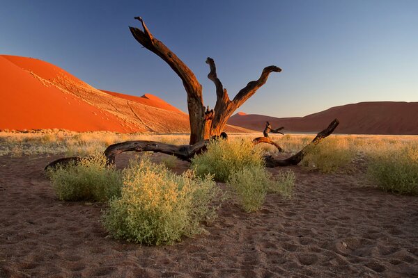 Madera flotante en el desierto con vegetación y rocas arenosas