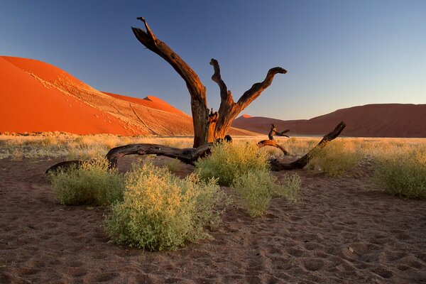 Коряга в пустыне с зеленью и песчаными намётами
