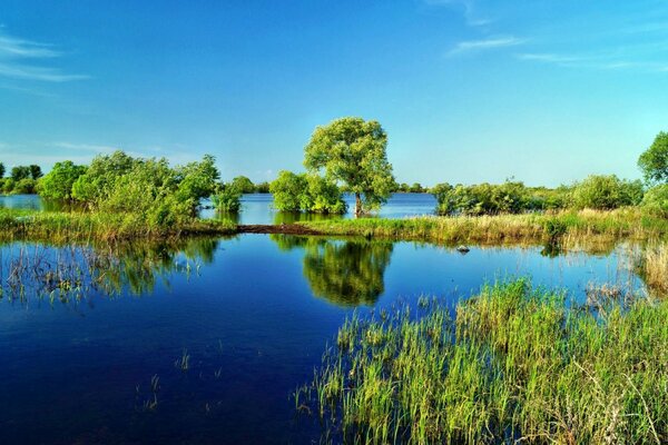 Blauer Himmel am See, klares Wasser, grünes Gras, freistehende Schilf