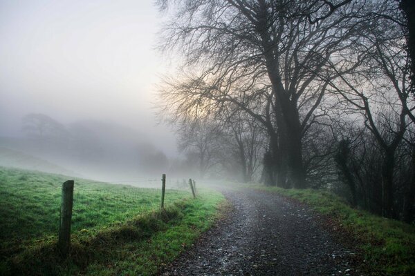 Foggy forest with a road under a tree