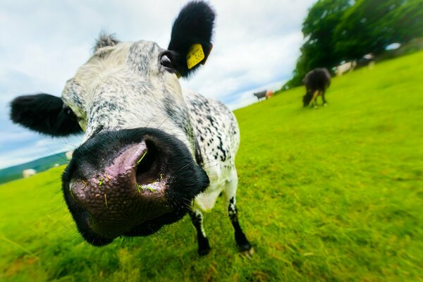 Selfie de vache sur le terrain