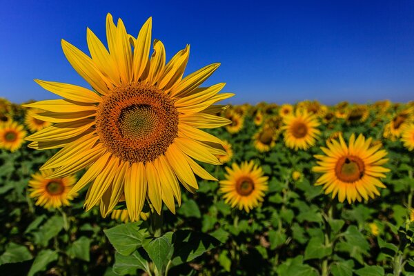 Sonnenfeld vor dem Hintergrund des klaren Himmels