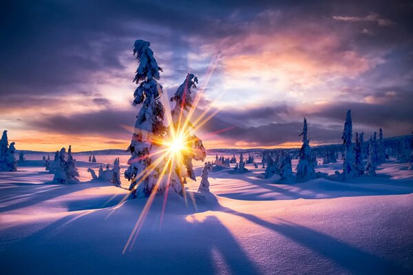 Der Winterwald liegt bei Sonnenuntergang im Schnee