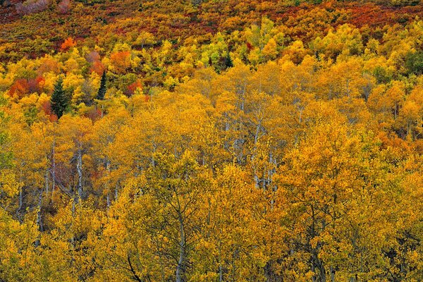 Forêt d automne et toute sa beauté