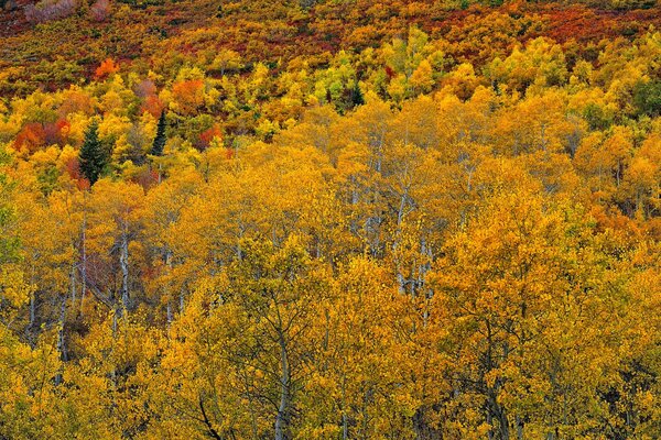 Jesienny las i wszystkie jego piękno