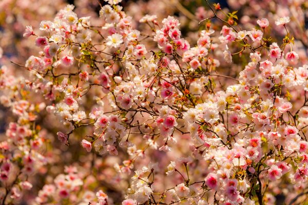 Blossoming cherry tree flowers in spring