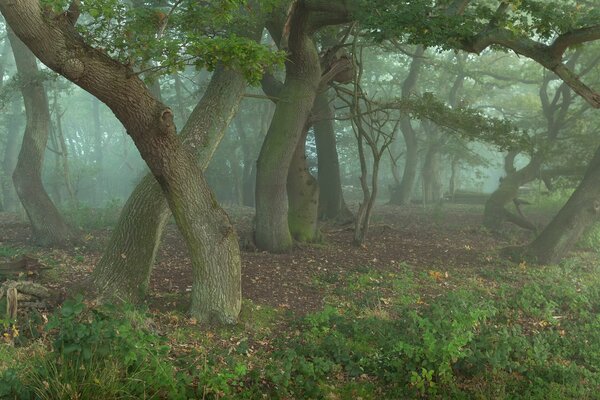 Ein geheimnisvoller Wald. Eichen-Zauberer