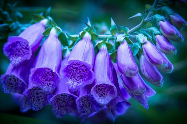 Boccioli di digitale viola su sfondo verde