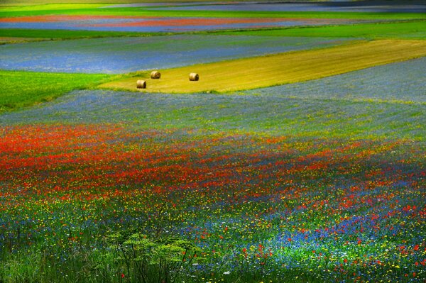 Multicolored flower meadow with hay bales