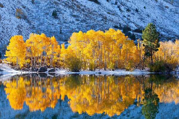 Árboles dorados al pie de las montañas en el reflejo del lago