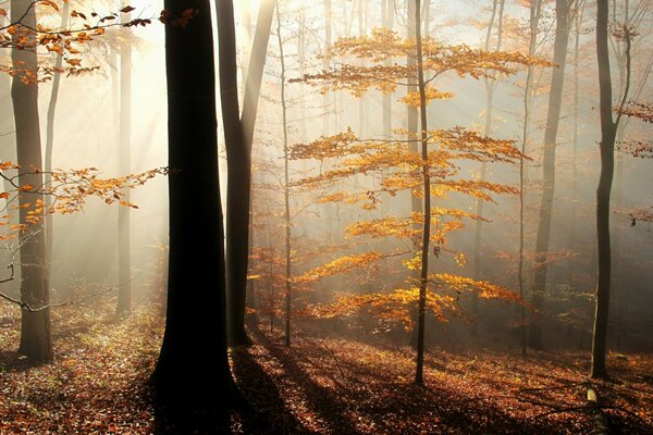 Rayon de soleil dans la forêt d automne brumeuse