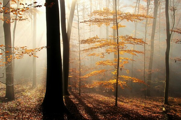 Луч солнца в туманном осеннем лесу