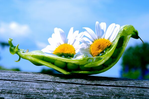 Two daisies on a pea