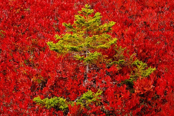 Épinette sur le versant automnal de la montagne couverte de feuilles rouges