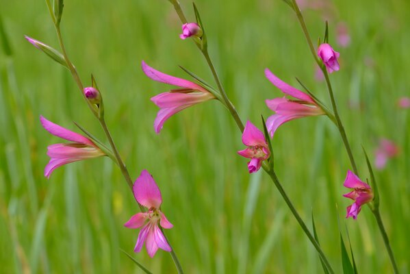 Pink flowers on a summer meadow