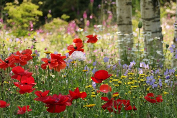 A clearing with red poppies