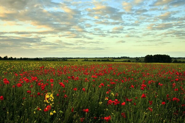 Landschaftsfeld mit Mohnblumen im Sommer