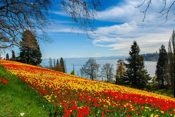 Hang mit blühenden Tulpen