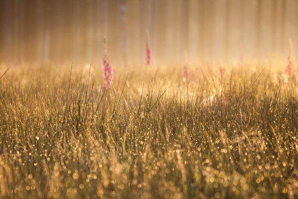 Brouillard matinal. Rosée sur l herbe