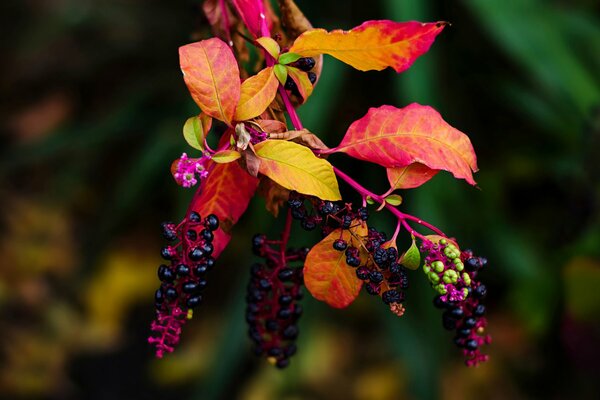 Rama macro con hojas y frutos de otoño