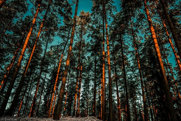 Sonnenuntergang im Pinienwald vor dem Hintergrund des blauen Himmels