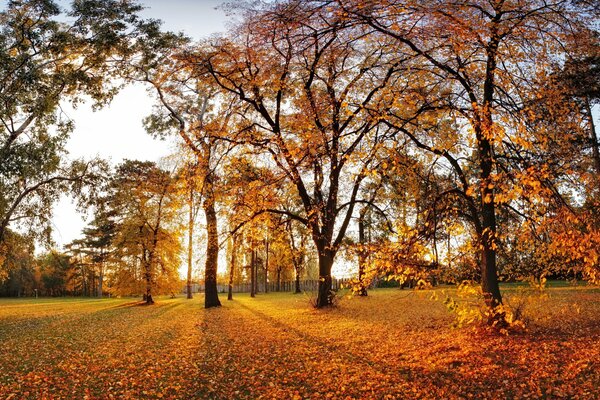 Autumn park with trees and fallen leaves