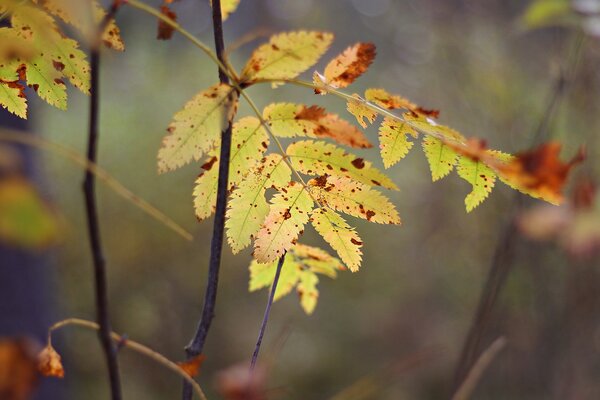 Hoja de otoño tallada amarilla en fotografía macro