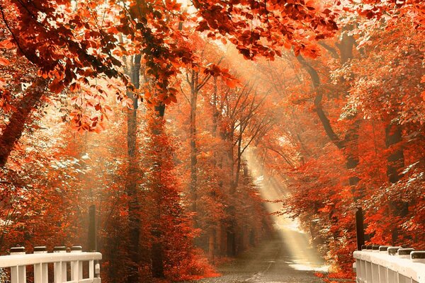 Arch of trees with crimson leaves in the park