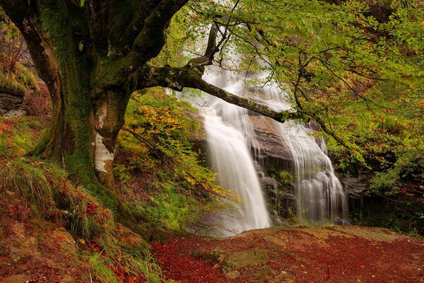 Waterfall in the forest in early autumn