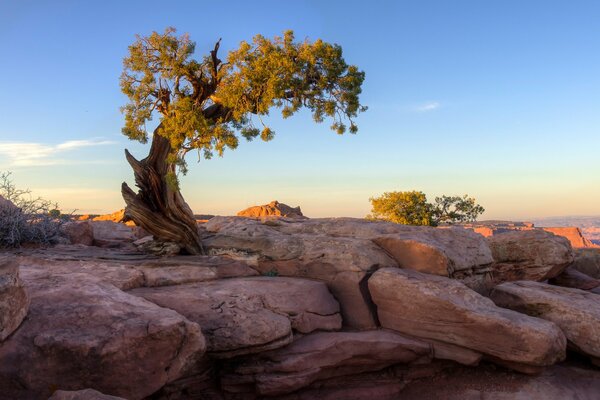 A tree on the rocks in the rays of the setting sun