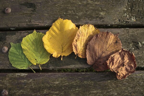 Hojas de otoño multicolores en tablas de madera