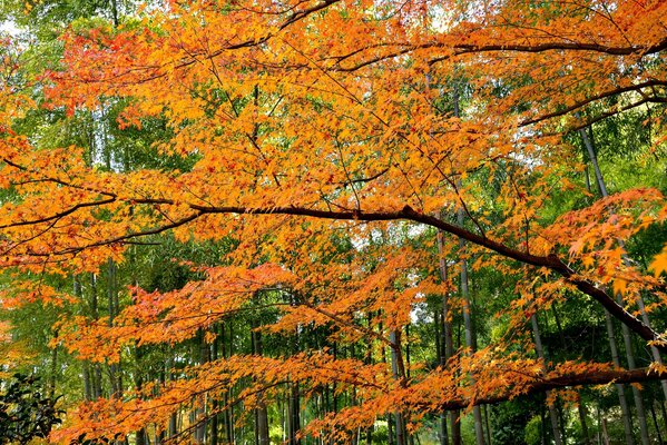 Hojas de naranja en armonía con el verde