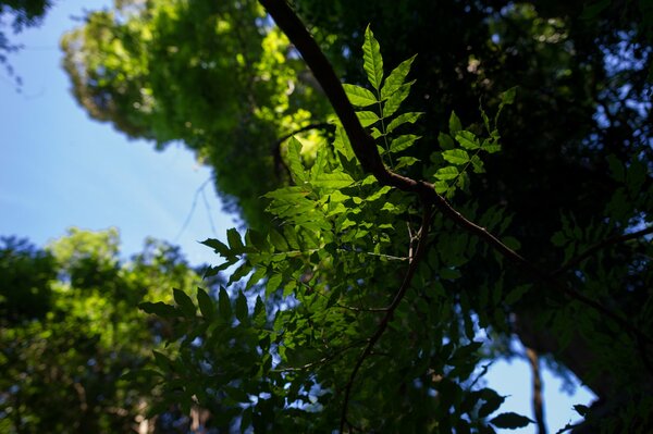 Rama en el verde brillante de las hojas sobre un fondo azul cielo