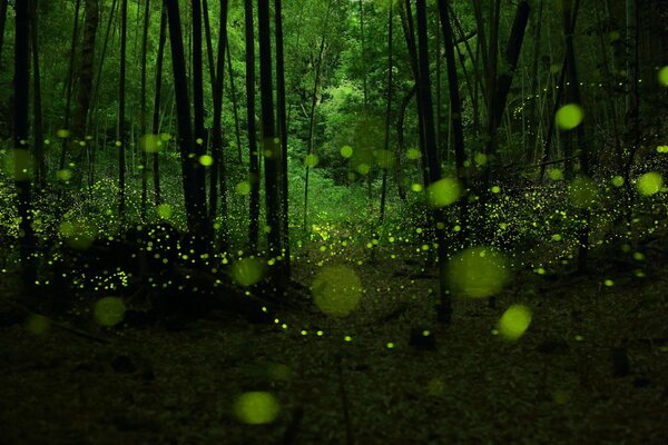 Lucciole nella foresta verde crepuscolare