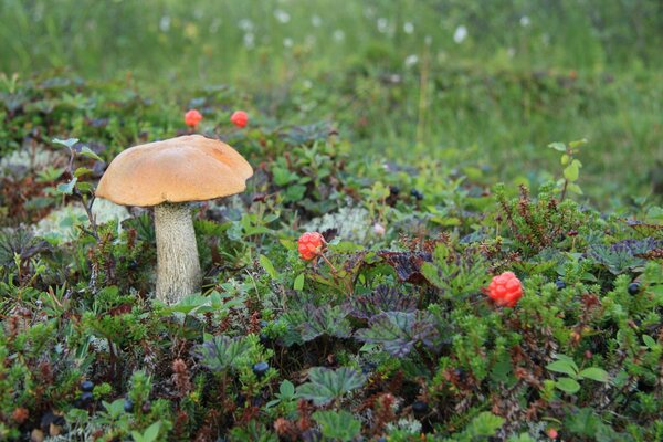 Mushroom and cloudberry in a green field