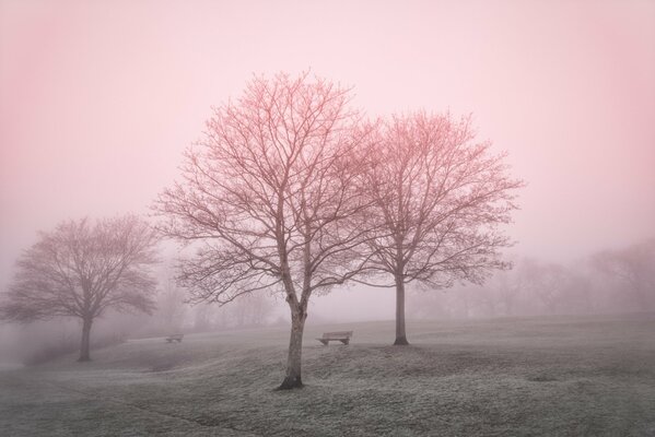 Bäume im Morgennebel