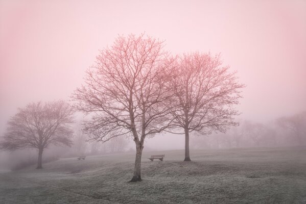 Alberi nella foschia nebbiosa mattutina