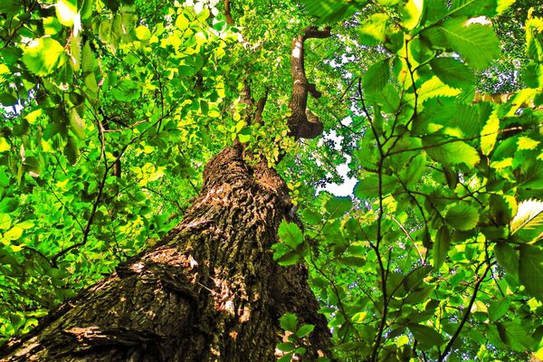 Tronc d arbre, feuilles de tilleul