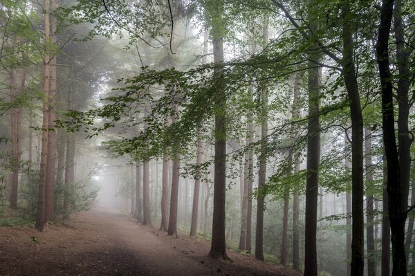 A road in a foggy pine forest