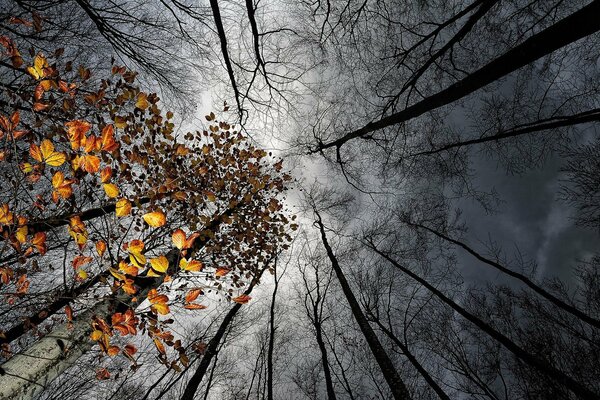 Nubes grises sobre el bosque de otoño