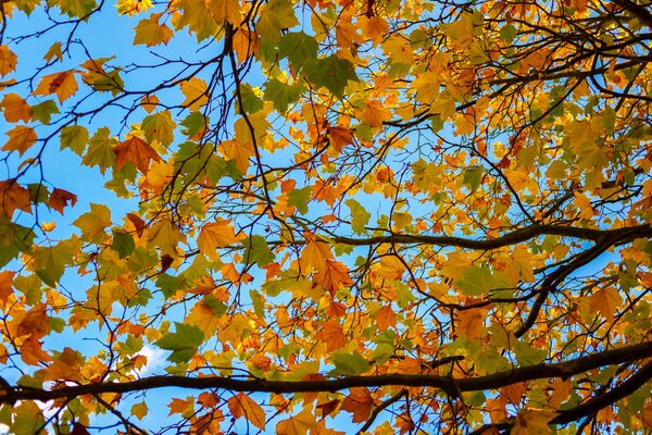 Foglie d autunno su uno sfondo di cielo blu